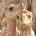 2012 10-Abu Dhabi Baby Camels